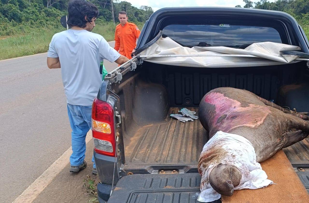 ASSISTA VÍDEO: ação conjunta entre Semma, PRF e Bombeiros salva a vida de anta encontrada agonizando às margens de rodovia, em Vilhena