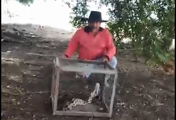 VÍDEOS: assista agricultor de Cabixi e neta de 08 anos capturando grande jiboia que estava comendo galinhas em sítio