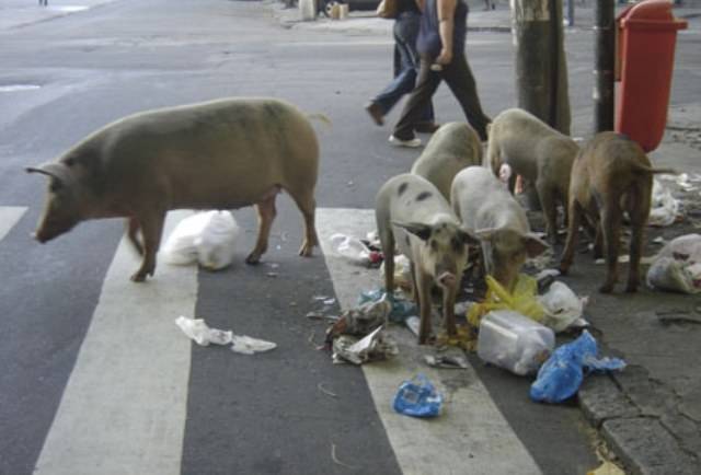 Juíza ameaça multar quem criar porcos dentro da cidade de Cerejeiras