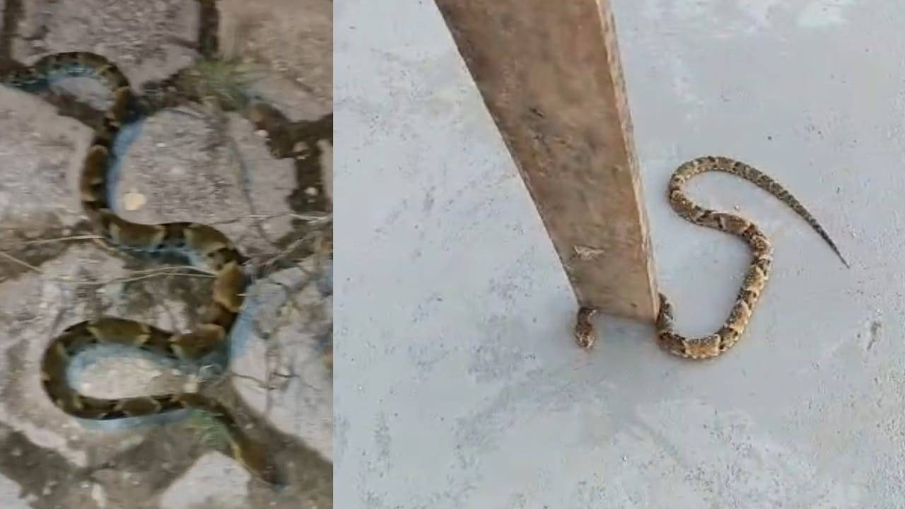 ASSISTA VÍDEOS: cobras são encontradas nas ruas de bairro em Vilhena e amedrontam moradores, que pedem providências