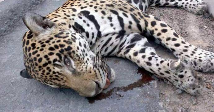 Vídeo que mostra fazendeiro vilhenense matando onça pintada viraliza nas redes socais e MPF vai investigar possível crime ambiental