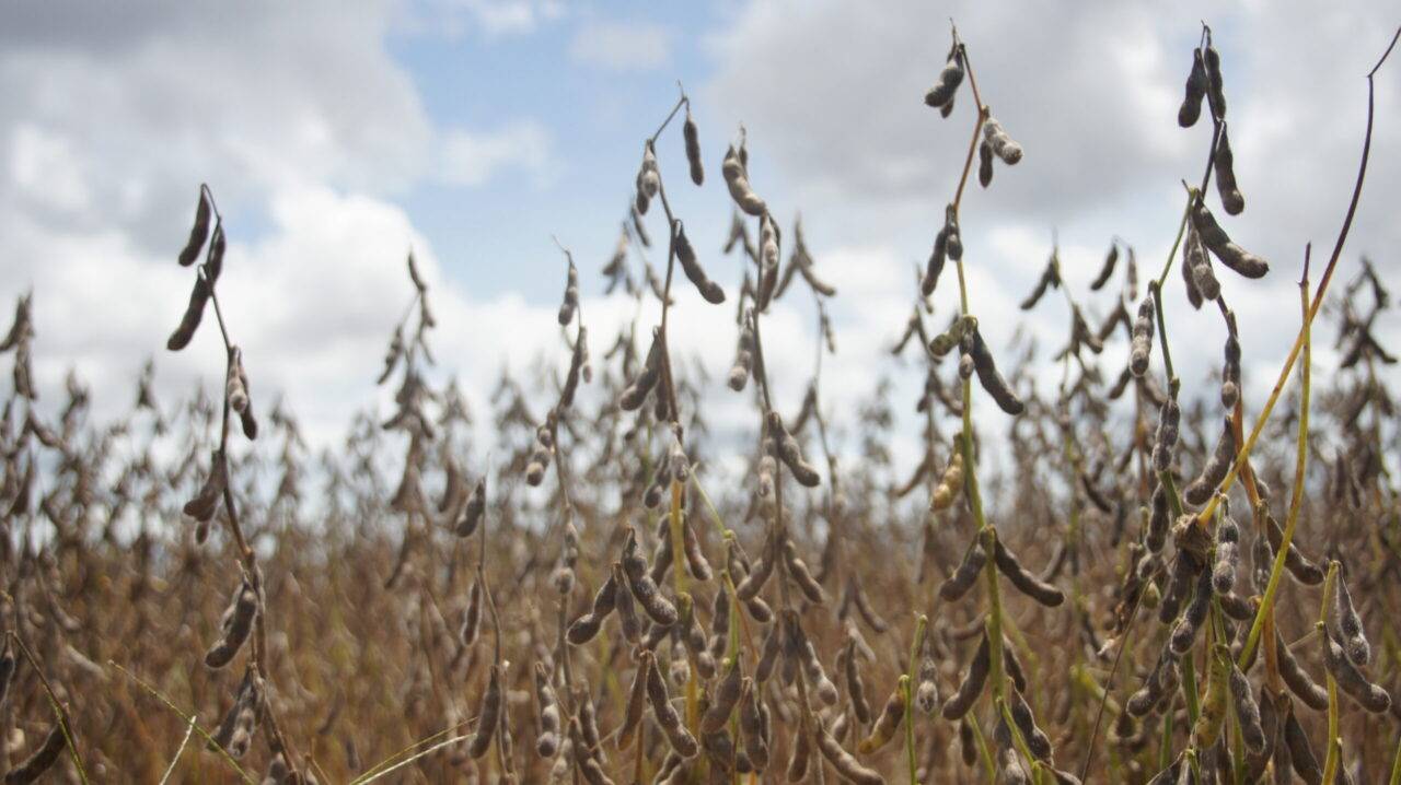 SOJICULTURA: cresce o número de propriedades cadastradas para cultivo de soja em Rondônia, aponta IDARON