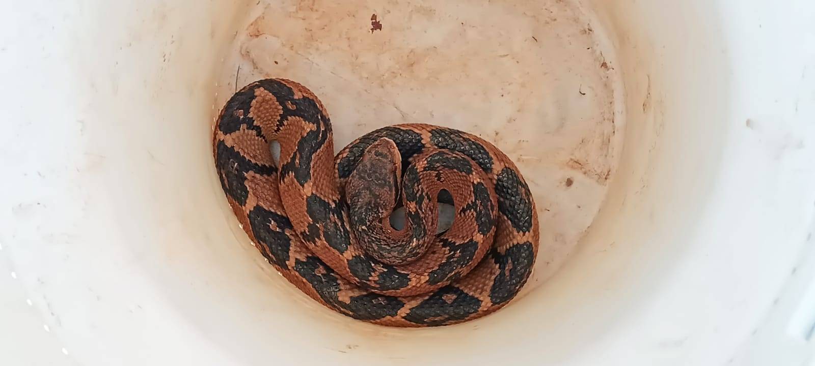 Espécie de cobra que já matou indígena na zona rural de Vilhena é capturada por Bombeiros na área urbana