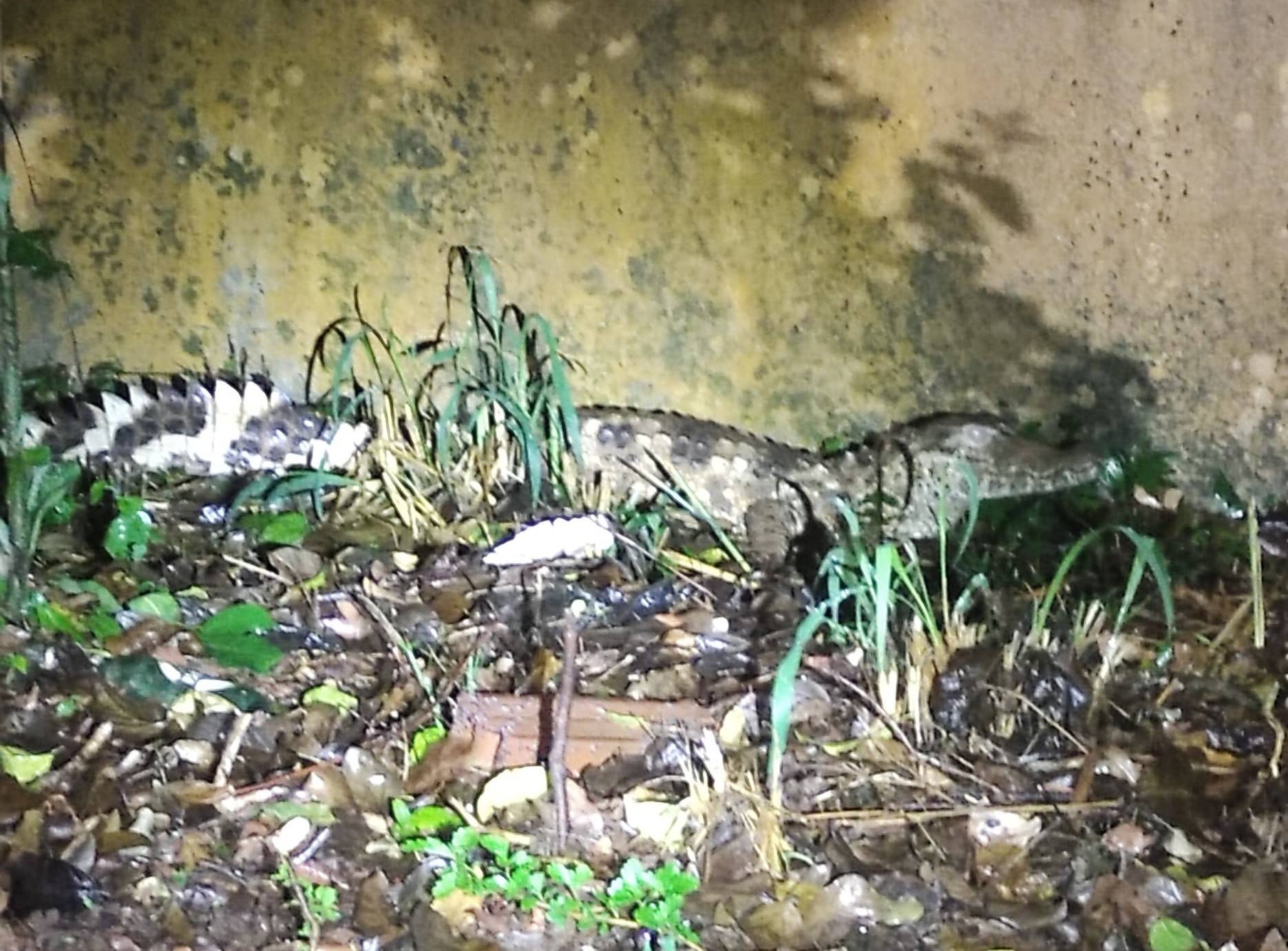 ASSISTA VÍDEOS: jacaré medindo mais de 2 metros é filmado em uma das avenidas mais movimentadas de Vilhena