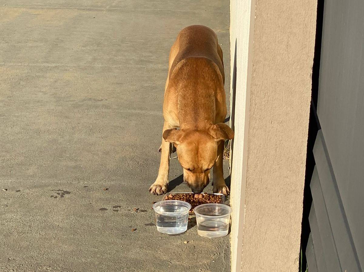 VÍDEO: em Vilhena, moradores de bairro ameaçam responsabilizar vizinha que instalou comedouro para alimentar animais de rua