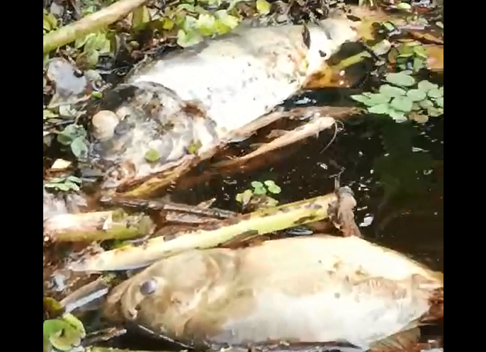 ASSISTA: vídeo mostrando mortandade de peixes viraliza no WhatsApp e guia turístico prevê “catástrofe ambiental” no rio Guaporé