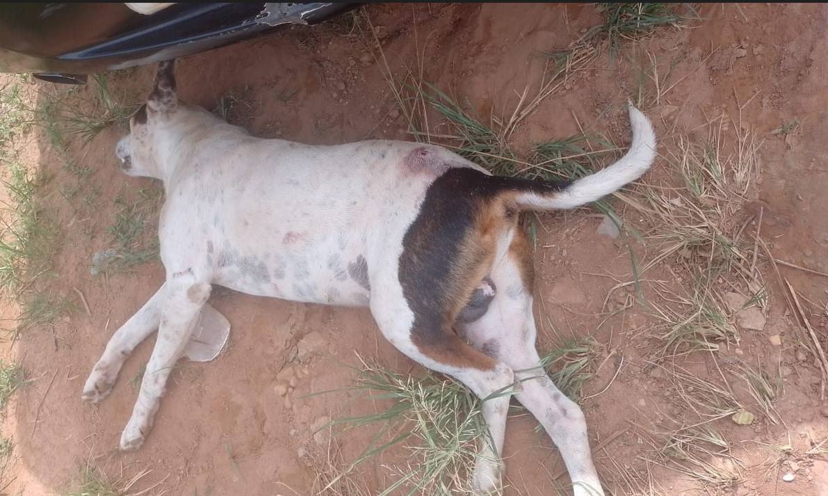 URGENTE: homem e cachorro são mortos a tiros em Vilhena; ontem também houve disparos nas proximidades do local do crime