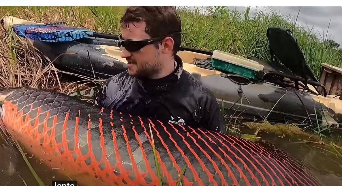 VÍDEO - Pescador fisga pirarucu com mais de 2 metros e 130 quilos em Rondônia: “mesmo em dupla não conseguimos levantar”