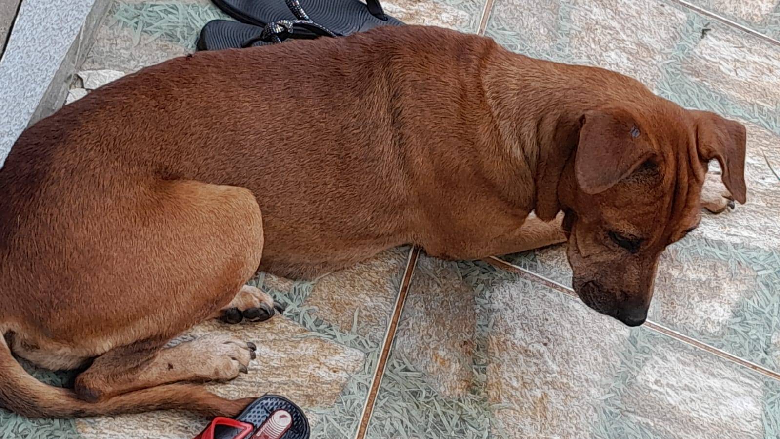 Para furtar motocicleta em residência em Vilhena, ladrões desafiam portão eletrônico, cerca elétrica e envenenam cachorra