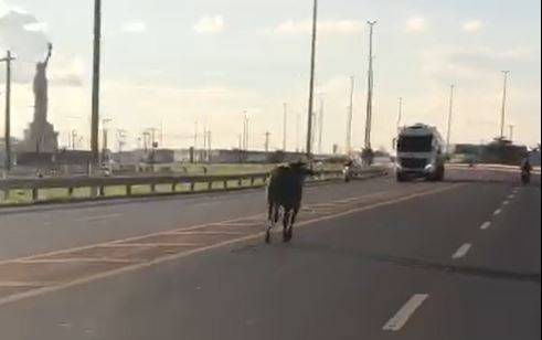 ASSISTA VÍDEOS: imagens de touro solto em rodovia federal em Vilhena viralizam, mas não houve acidentes envolvendo o animal