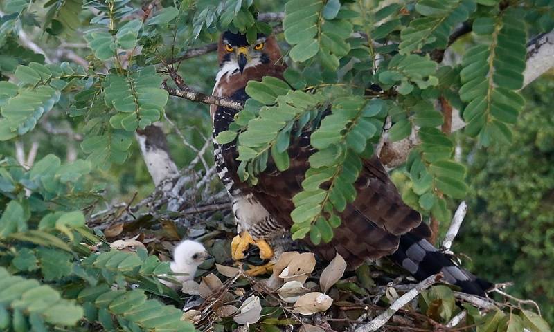 Raro Gavião-de-penacho de apenas três dias de vida é fotografado ao lado da mãe em reserva de Rondônia; projeto também monitora harpias