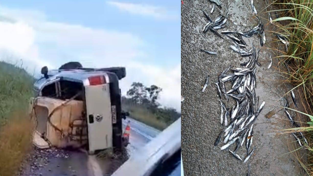 ASSISTA VÍDEO: milhares de alevinos morrem após picape se envolver em acidente e tombar na BR 364, a cerca de 40 km de Vilhena