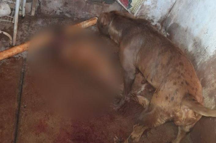 Moradores tentam intervir, mas não conseguem evitar que pit bull mate cão de rua em avenida movimentada de Vilhena