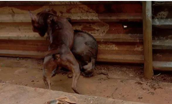 Empresário que testemunhou pit bull matando cachorro de rua em Vilhena diz que dono do animal “assassino” viu tudo