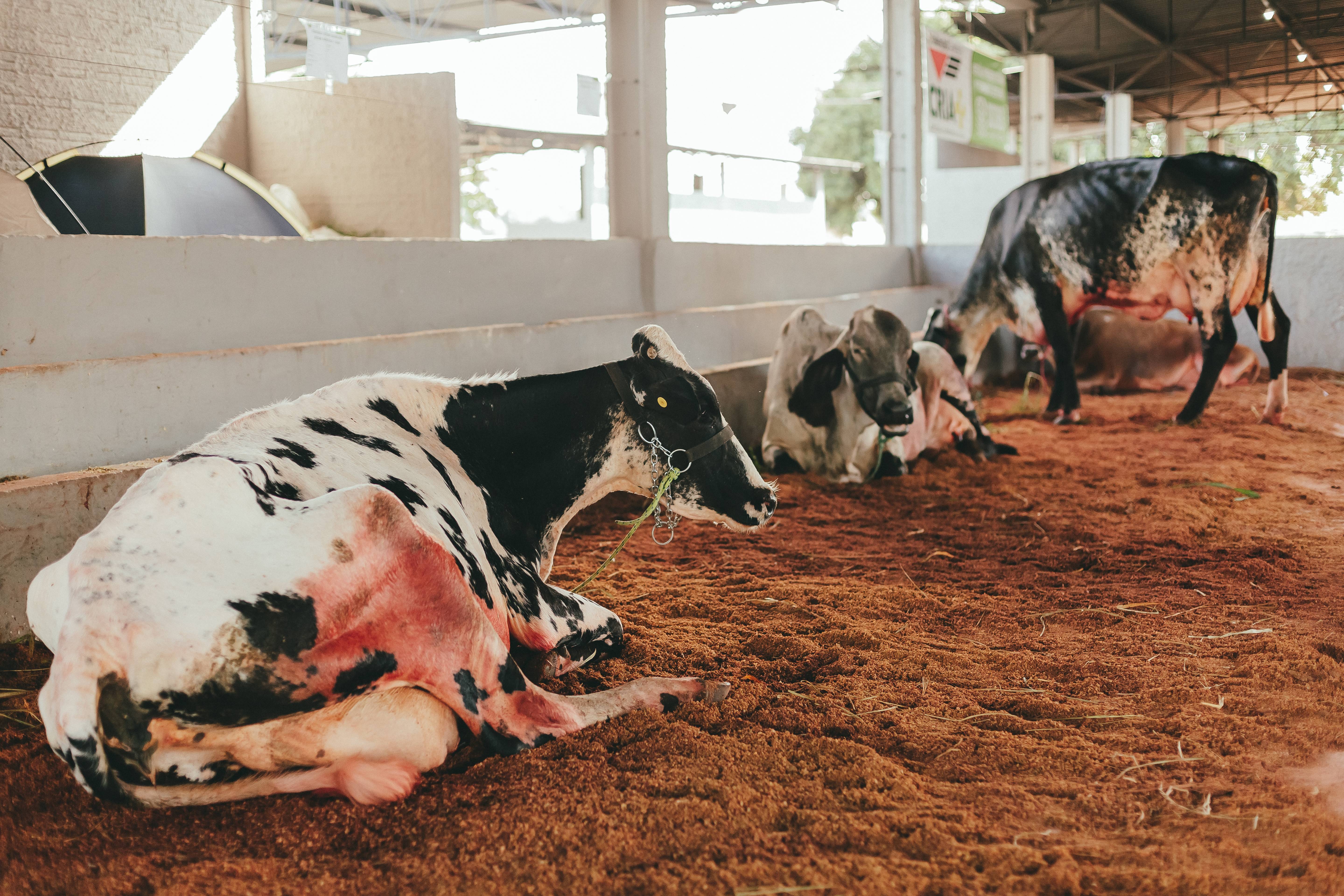 Sicoob Agrotech mostra como a transformação digital e a sustentabilidade estão inovando o setor da pecuária