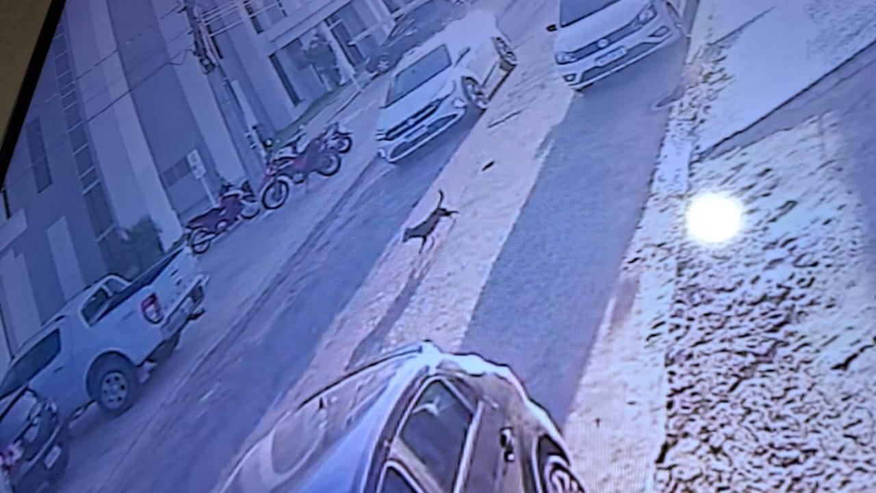 VÍDEO: estudante de Medicina Veterinária tenta salvar cãozinho “Gigante” atropelado em Vilhena, mas animal não resiste