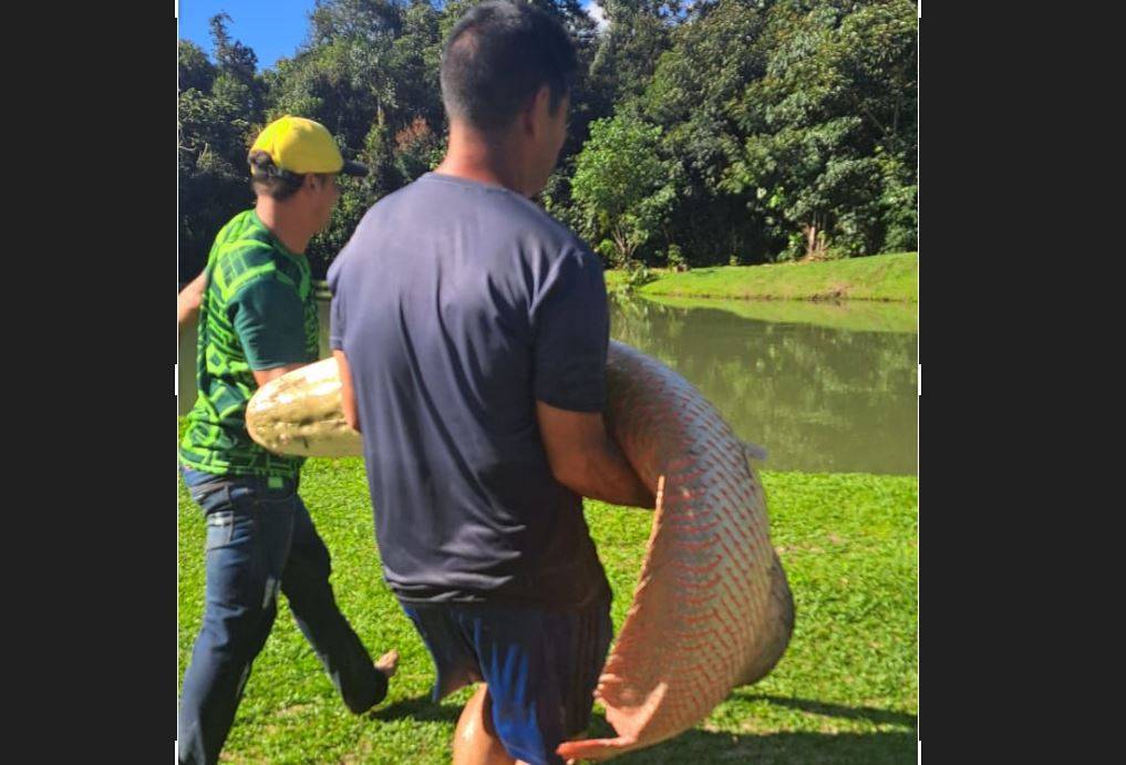 ASSISTA VÍDEOS: empresário vilhenense captura e solta em sua chácara pirarucu pesando mais de 50 quilos