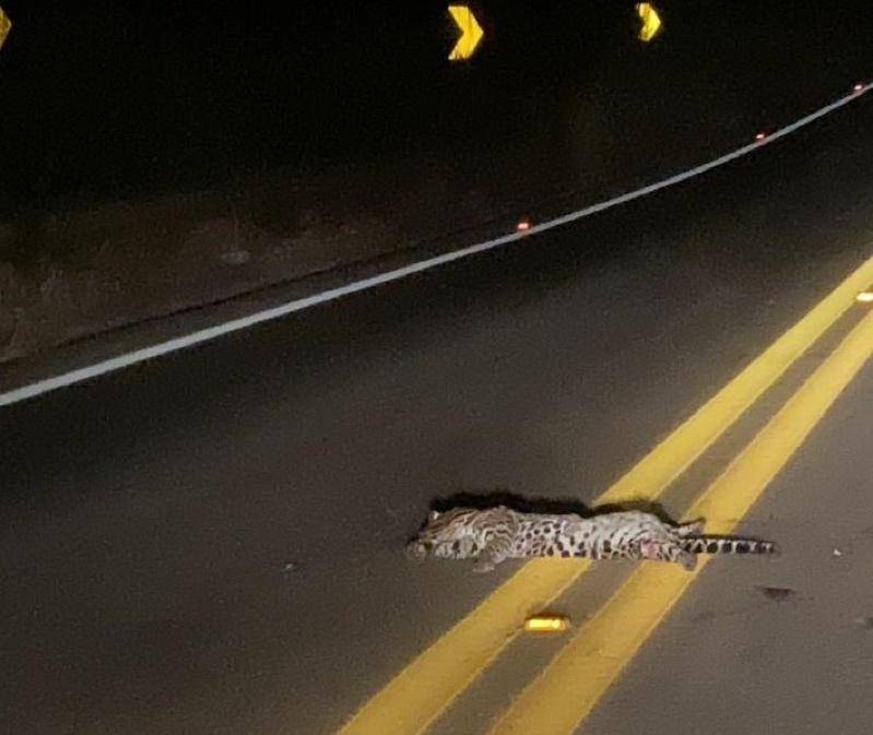 Imagem da onça pintada atropelada e morta em rodovia estadual de MT viraliza nas redes sociais