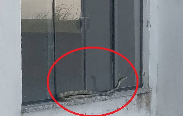 ASSISTA VÍDEO: em bairro infestado por cobras em Vilhena, pedreiros filmam espécie assustadora durante reforma em residência