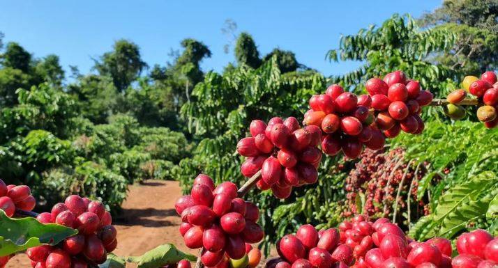 Produtividade das lavouras aumenta, mas safra de café em Rondônia esse ano deve ficar mais de 10% menor