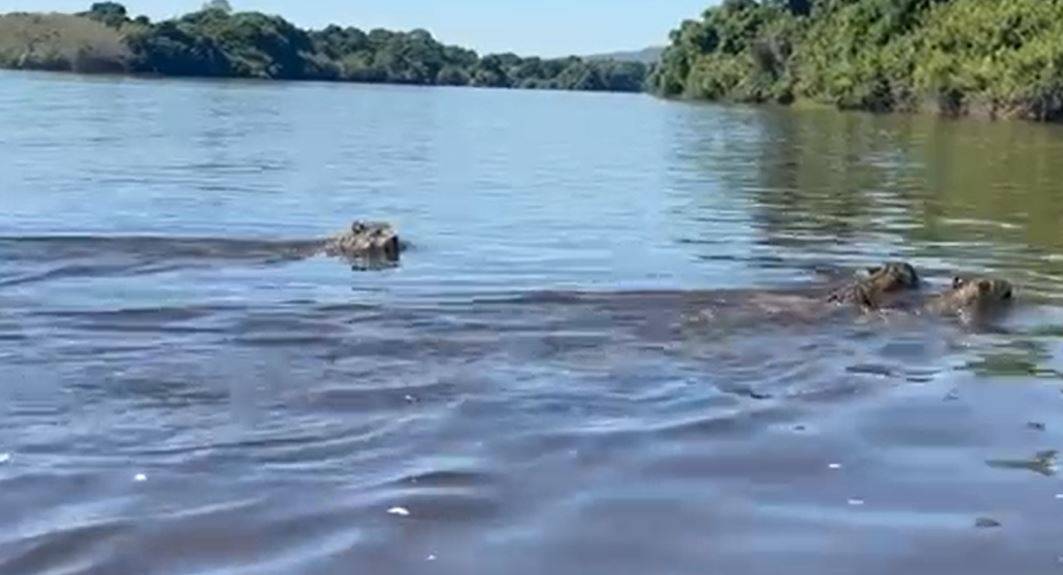 ASSISTA: casal de Cabixi filma onça pintada com dois filhotes atravessando o rio Guaporé a nado e vídeo viraliza