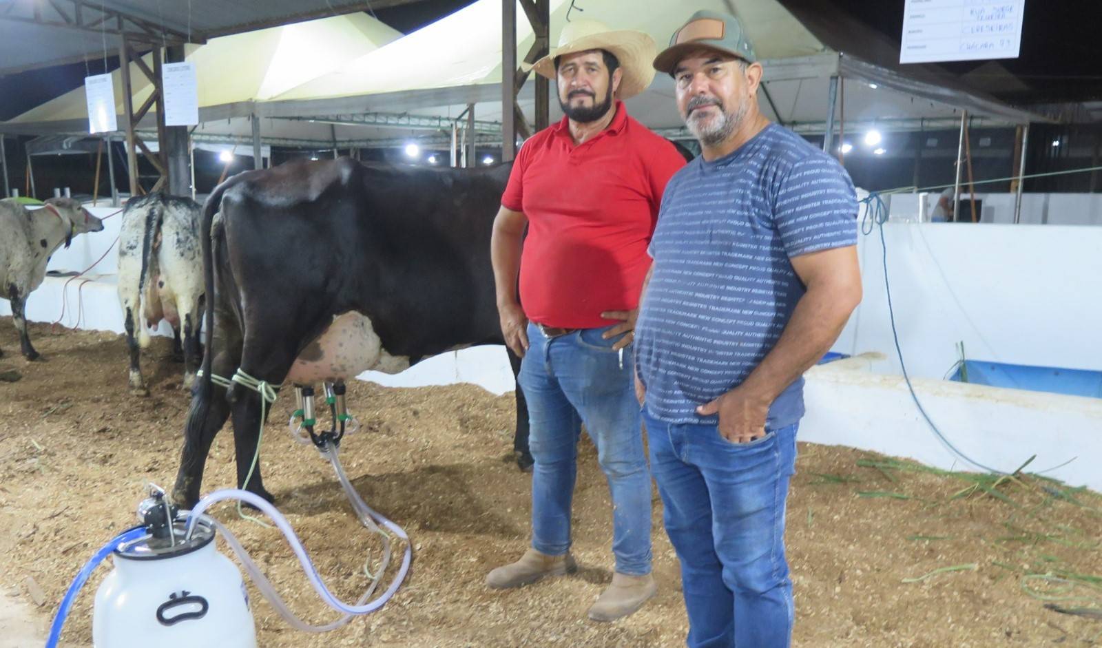 Final do Concurso Leiteiro da Expocol consagra vaca campeã que seria “carneada”, mas foi salva por tratador
