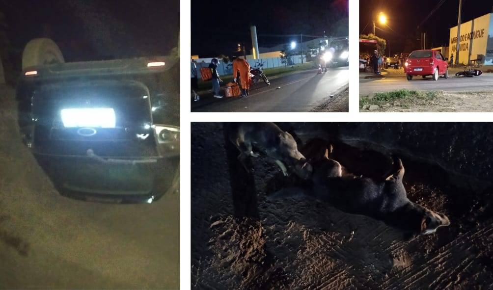 Cachorro morre após derrubar entregador em rodovia de Vilhena; cidade registrou outros dois acidentes e prisão por embriaguez