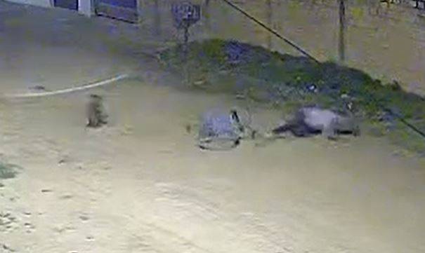ASSISTA VÍDEO: “caramelos” derrubam ciclista e expõem perigo de acidentes envolvendo animais soltos nas ruas de Vilhena
