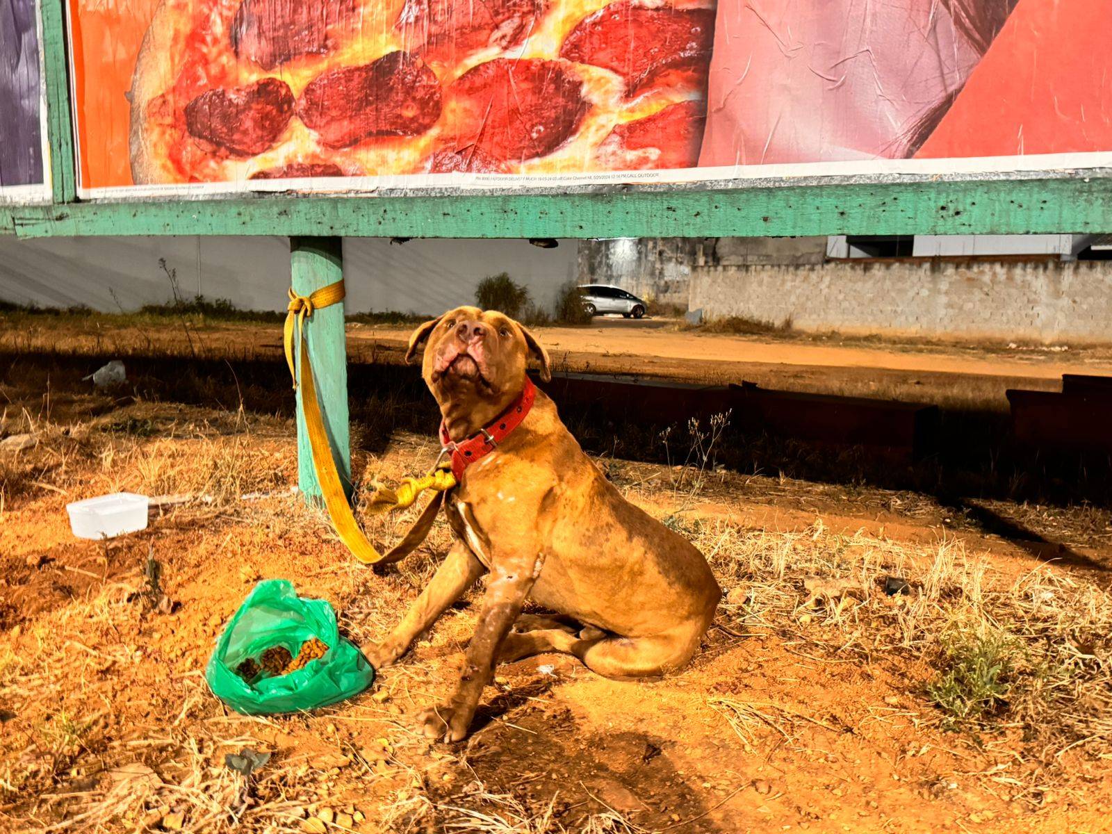 Equipe da Ciretran “guincha” pit bull que estava atacando outro cachorro durante festa junina em avenida de Vilhena