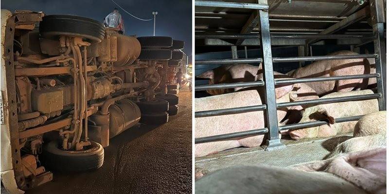 ASSISTA VÍDEO: em rodovia de Estado vizinho, caminhão tomba e populares saqueiam carga de porcos vivos e mortos