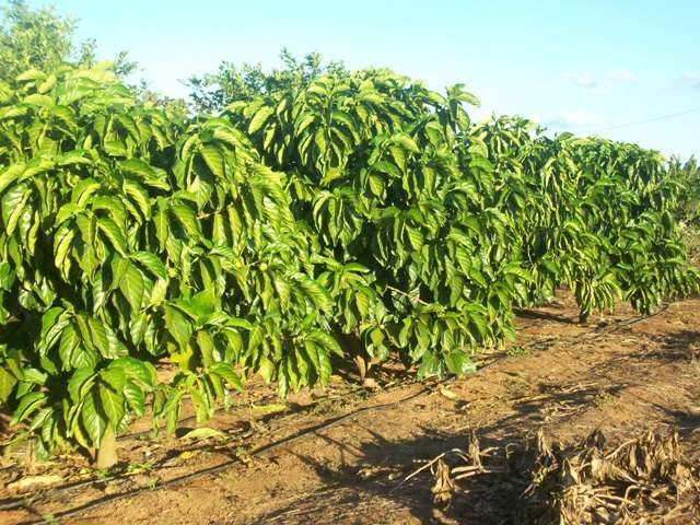 Fruta chega da Ásia com promessa de aliviar dores de vilhenenses