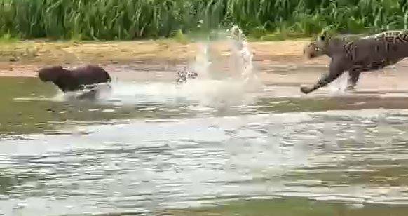 ASSISTA VÍDEOS: pescadores de Vilhena filmam onça pintada atacando capivara em trecho do rio Guaporé