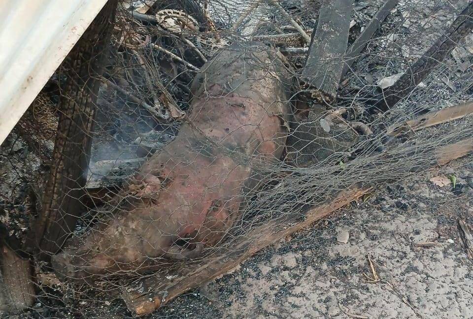 Incêndios voltam a atingir propriedades rurais nas proximidades de Vilhena e animais estão morrendo queimados