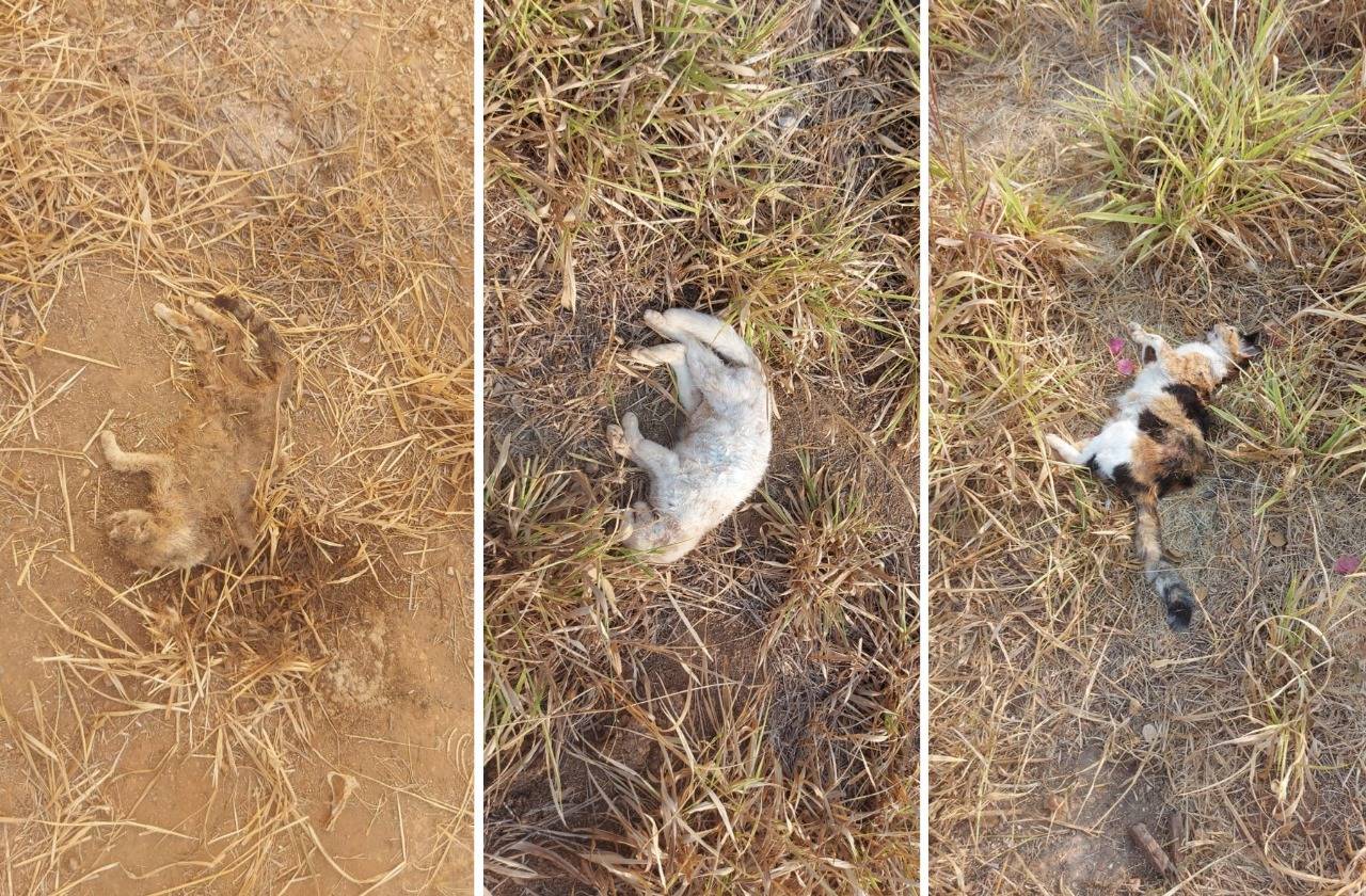 VEJA VÍDEO: mortes de gatos são registradas em bairro de Vilhena; cachorro suspeito dos ataques é flagrado pulando muro