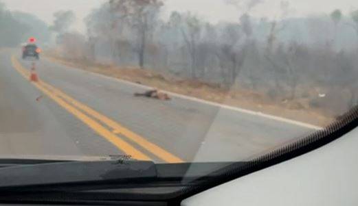 VÍDEO IMPACTANTE: corpo masculino com cabeça esmagada é encontrado em trecho de rodovia federal na região