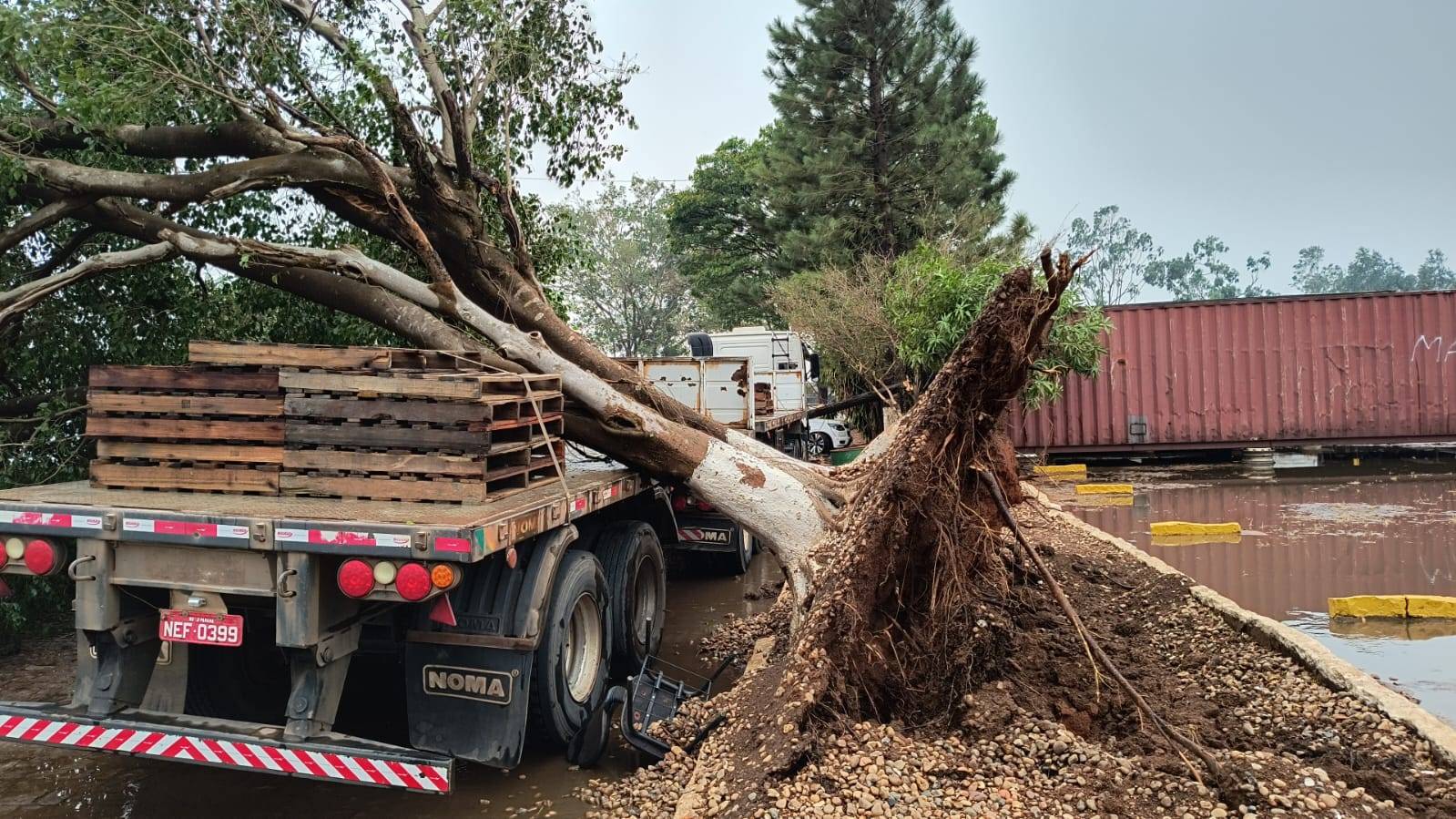 ASSISTA VÍDEOS: temporal com ventania derruba árvores, atinge empresas e provoca estragos em Vilhena