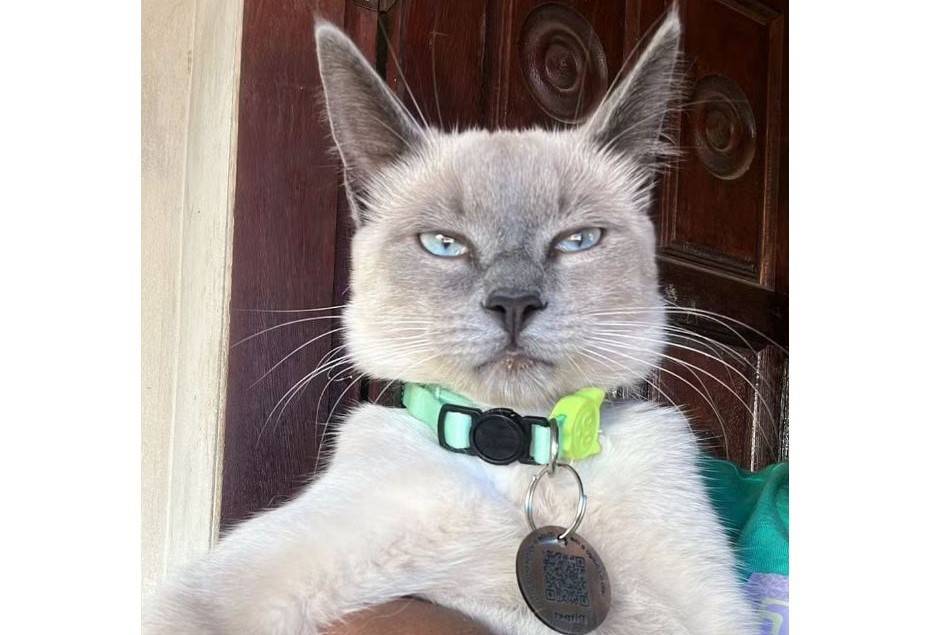 ASSISTA VÍDEO: em cidade vizinha, gatinho mal humorado com “nome de gente” faz sucesso e viraliza nas redes sociais