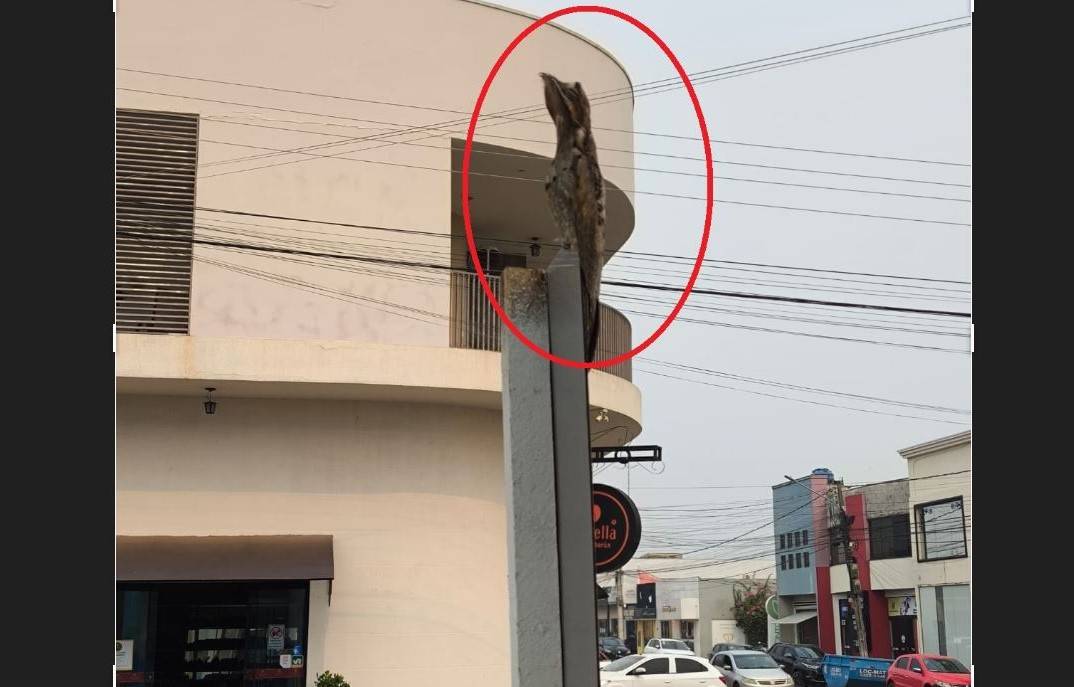 Queimadas trazem animais para a área urbana de Vilhena, e ontem onça parda teria sido vista nas proximidades do campus da Unir