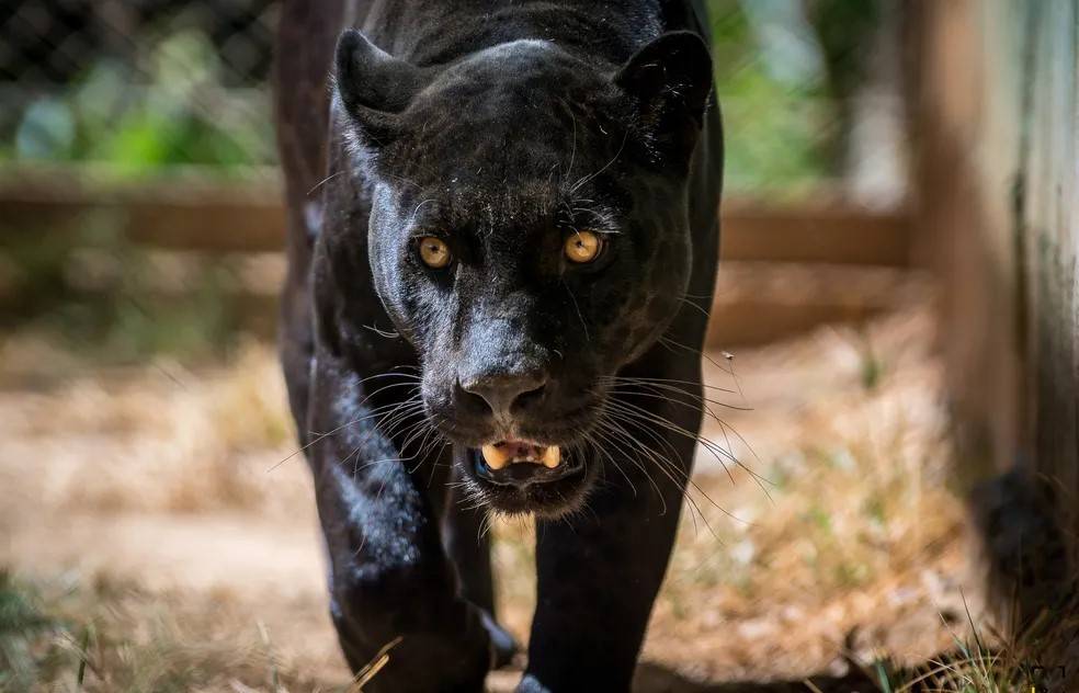 Moradores denunciam avistamento de mais uma onça na área urbana de Vilhena; desta vez, animal visualizado seria da espécie preta