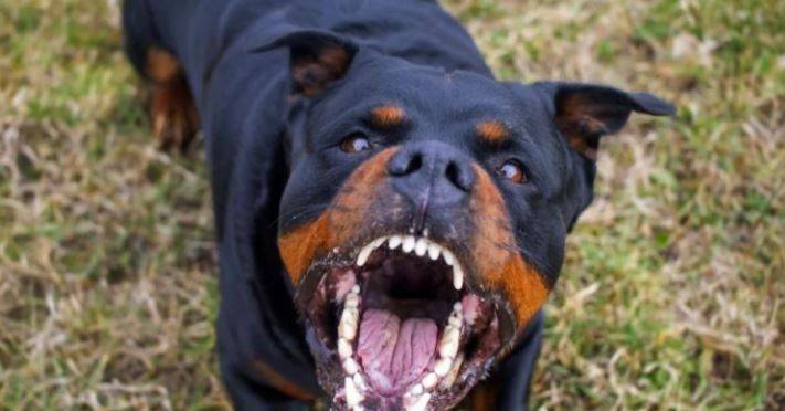 URGENTE: mulher e filha, uma bebezinha de menos de 02 anos, atacadas por cães ferozes, dão entrada em estado grave na UPA, em Vilhena