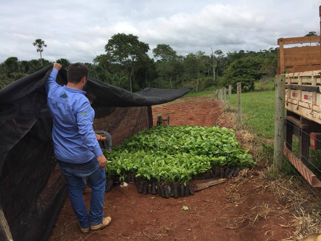 “Plante Mais”: Cone Sul de Rondônia avança na produção agrícola com mudas clonais de café e cacau