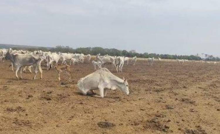 Em cidade de MT próxima à divisa com Rondônia, fazendeiro é multado em mais de R$ 3 milhões por deixar gado passar sede e fome