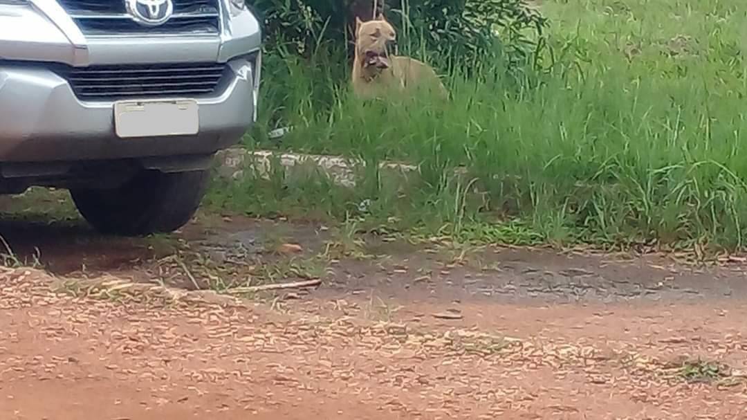 Um dia após cachorro provocar queda de motociclista, pit bull solto no centro de Vilhena assusta pessoas