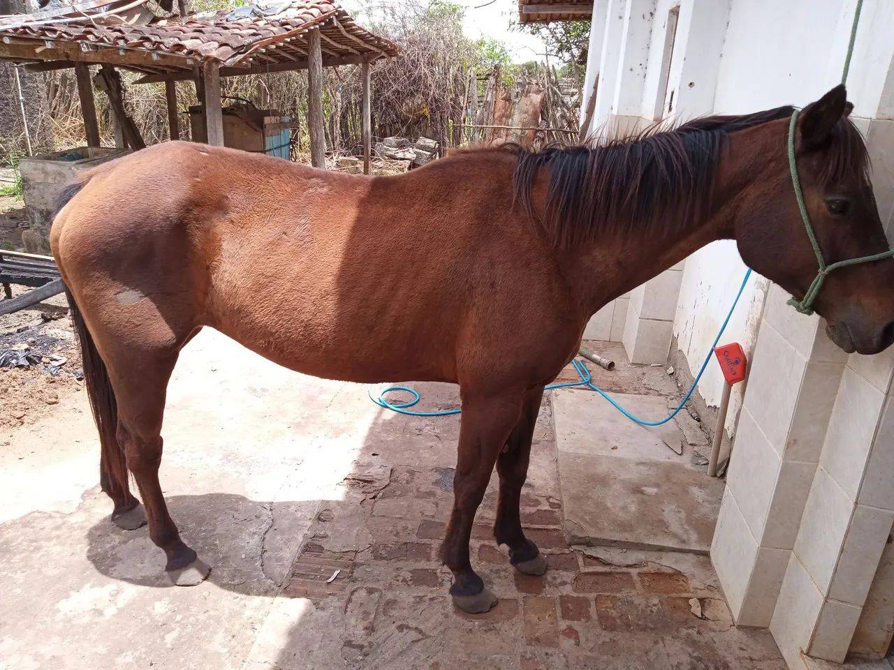 Polícia é acionada após mulher flagrar homem de 35 anos mantendo relação sexual com égua dentro de construção, em Vilhena