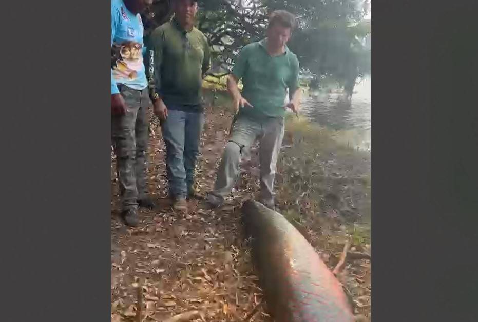 VÍDEO: após pescar “super pirarucu”, ex-governador Ivo Cassol alerta que espécie está devastando rios de Rondônia e sugere medida de combate