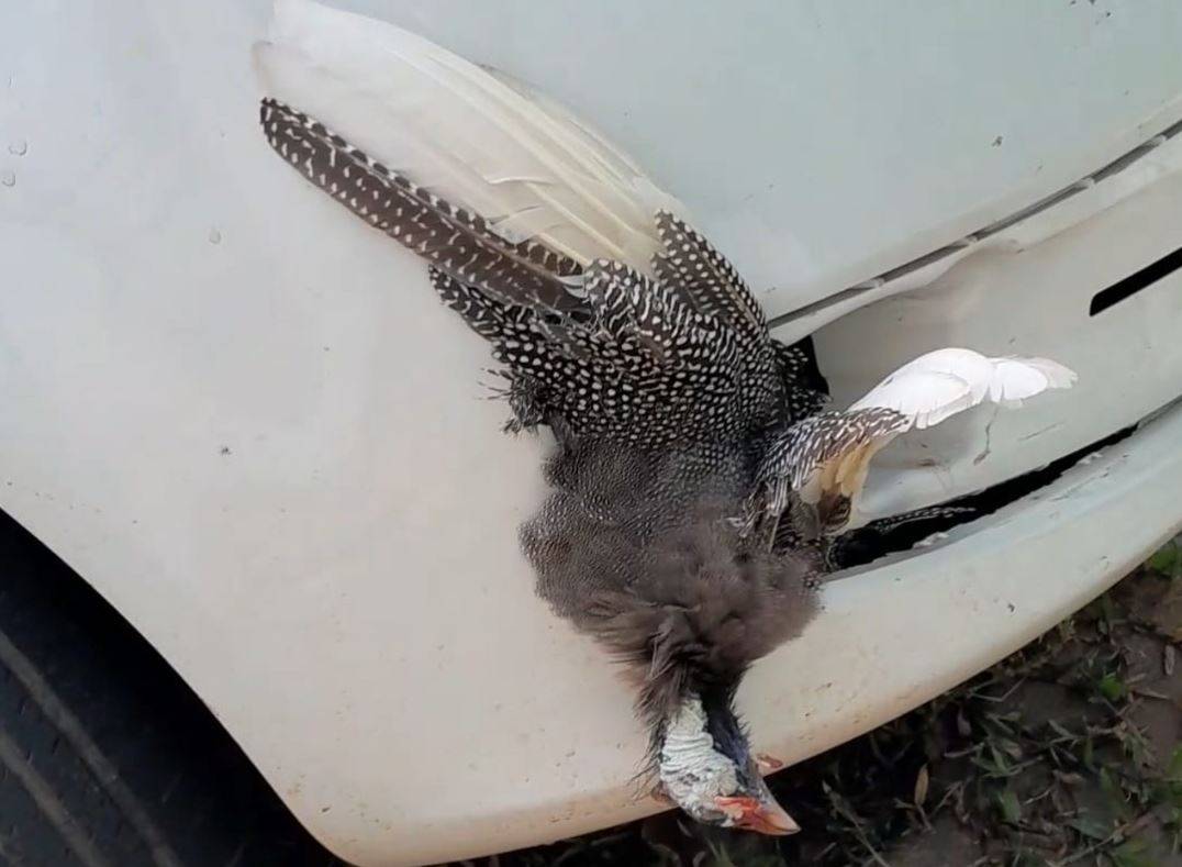 ASSISTA VÍDEO: professora de Colorado do Oeste dirige até Vilhena com galinha d’angola morta presa ao para-choque de carro