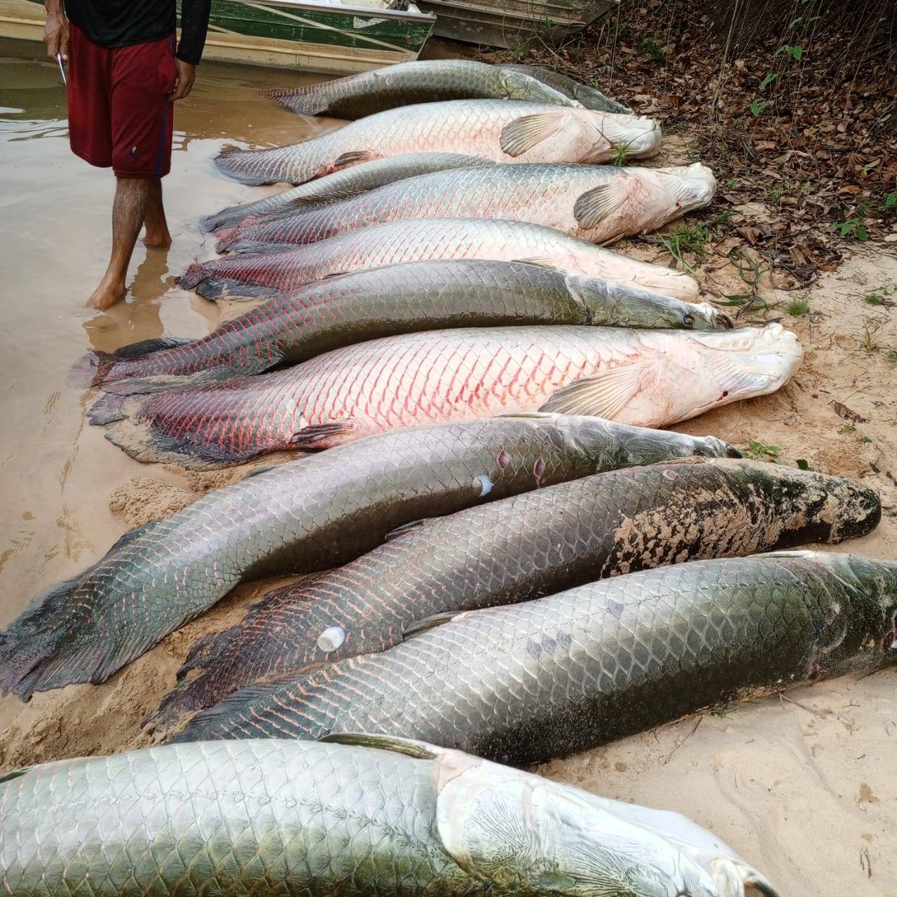 Após ex-governador fisgar peixe gigante no Guaporé, lendário fotógrafo explica infestação de pirarucu em rios de Rondônia