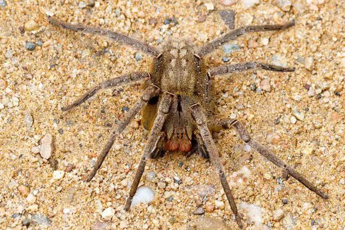 Picado por aranha venenosa em fazenda, homem está com pênis ereto há dois dias em Vilhena; amiga teme amputação do membro