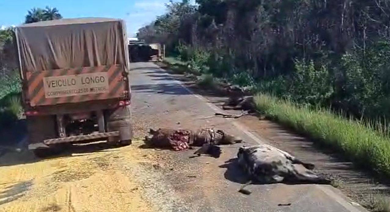 ASSISTA VÍDEOS: acidente envolvendo “julieta” e carreta graneleira deixa animais mortos na BR 364, entre Vilhena e Pimenta Bueno