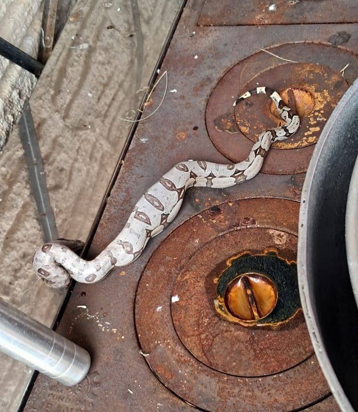 Cobras e escorpiões entram em casas e assustam moradores de bairro próximo a universidade em Vilhena, biólogo faz alerta